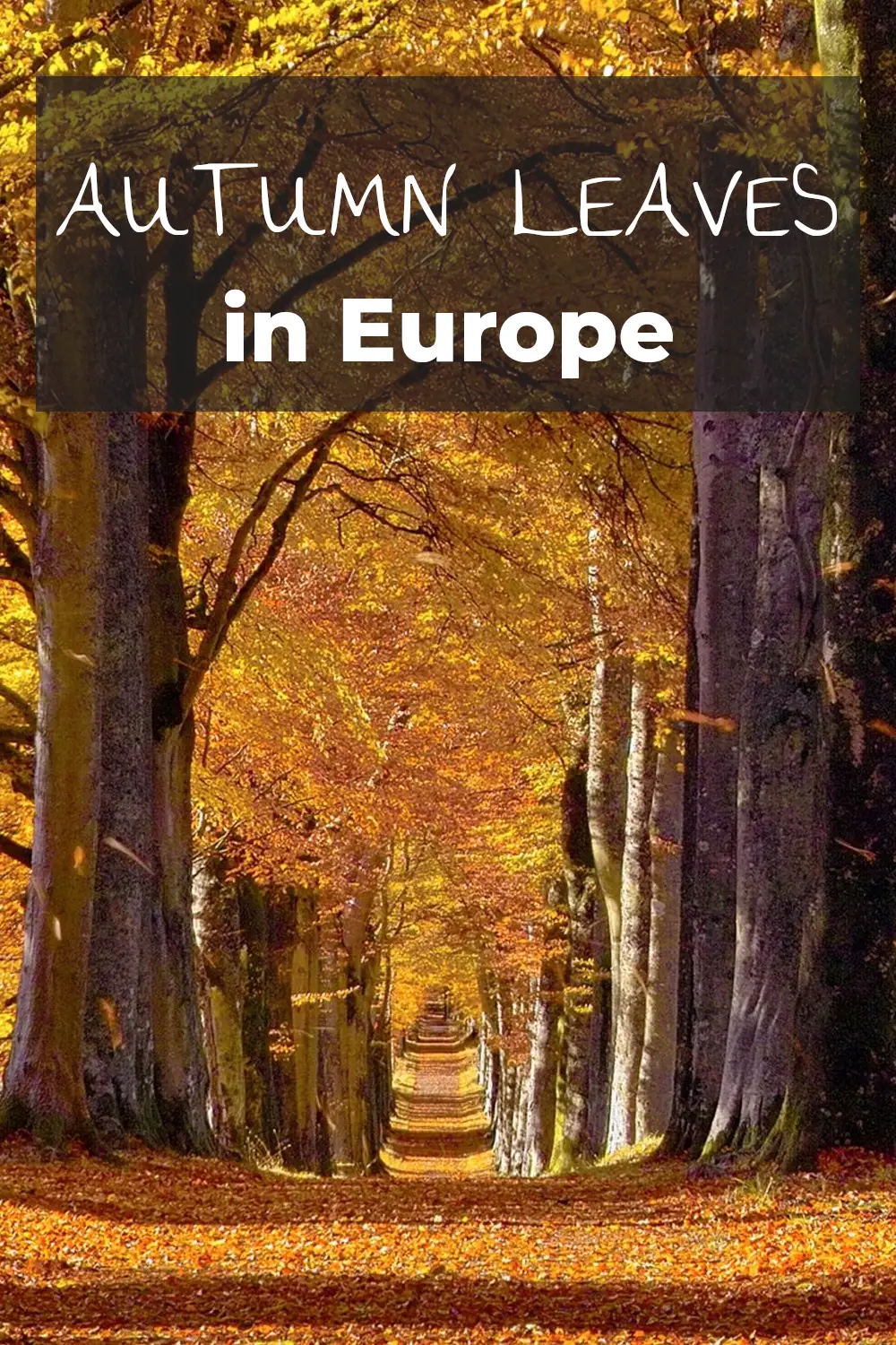 Lugares asombrosos para ver hojas de otoño en Europa: dónde ir para ver árboles dorados y espectaculares escenas de otoño
