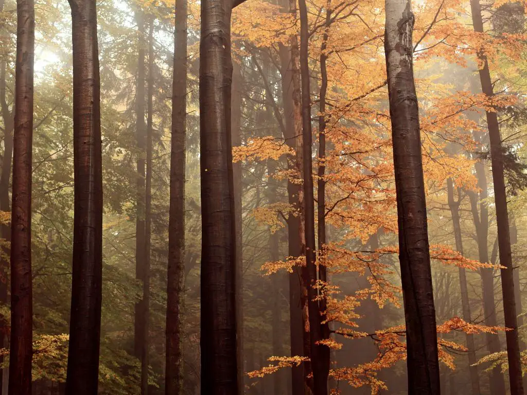 Árboles altos y delgados cubiertos de hojas de otoño anaranjadas en un bosque en la República Checa