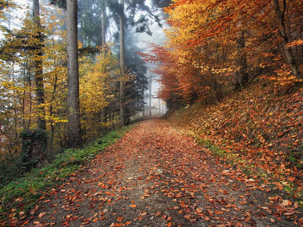Las hojas anaranjadas y amarillas cubren un camino arbolado en Kirchzarten, Alemania