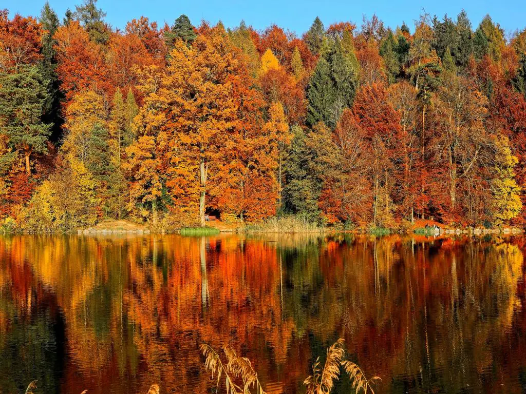 Hojas de otoño y sus reflejos en un lago en Horgenberg, Horgen, Suiza