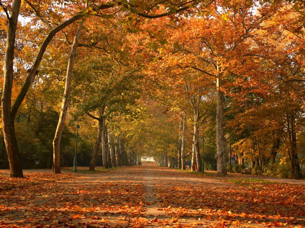 El follaje de otoño cubre los árboles y cubre la ronda en Liget Park, Szeged, en Hungría