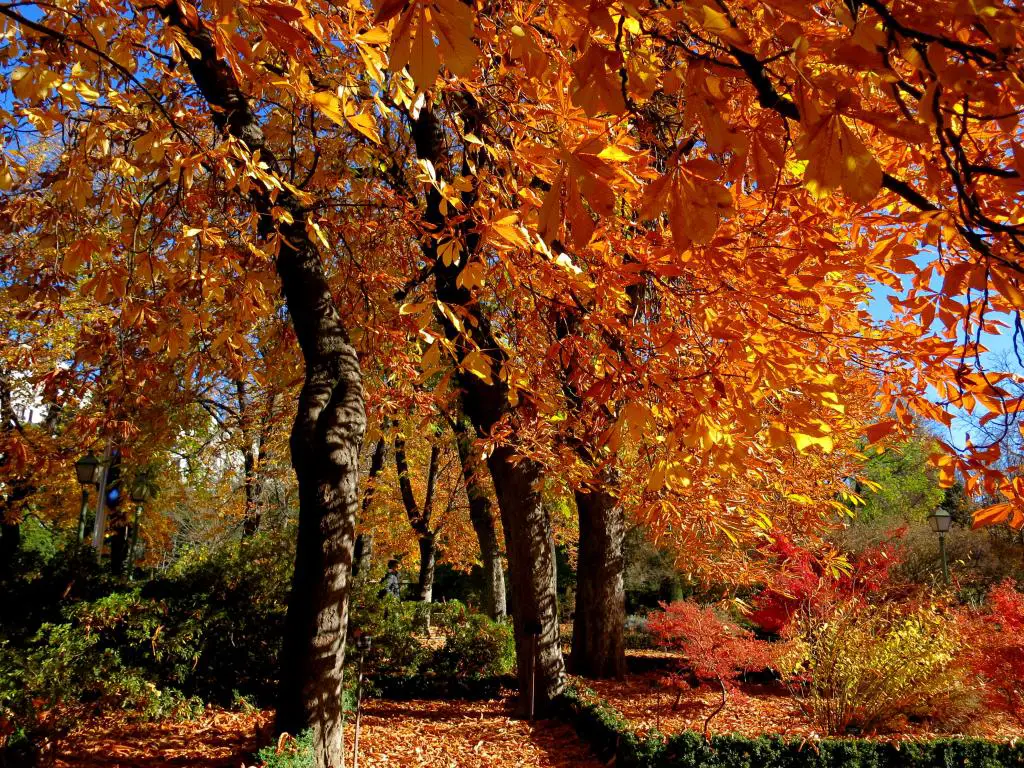 Hojas de otoño de color naranja brillante en el Jardín Botánico de Madrid