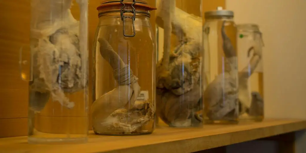 Penes de mamíferos en exhibición en el Museo Falológico de Islandia