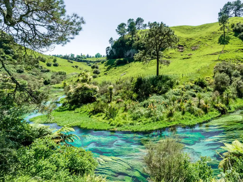 Hamilton, Nueva Zelanda, con vistas a Blue Spring, que se encuentra en Te Waihou Walkway. 