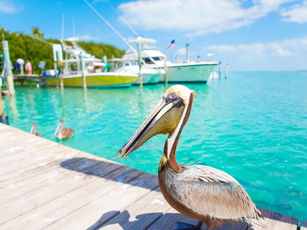 Grandes pelícanos marrones en el puerto de Islamorada, Florida Keys.  Esperando pescado en Robbie's Marina