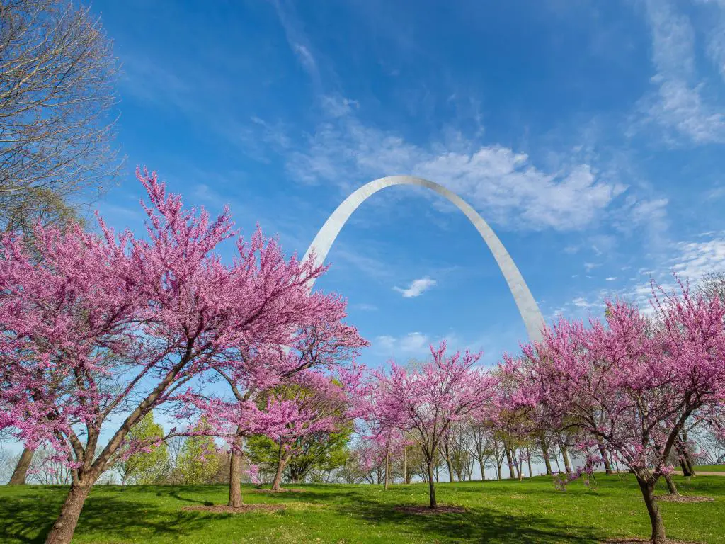 St. Louis, Missouri, EE.UU. con vistas al Gateway Arch en Missouri con flores rosas y cielo azul.