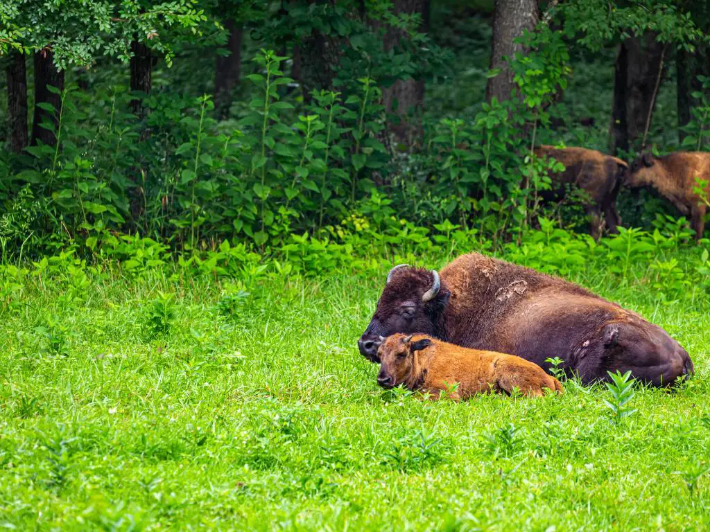 Land Between the Lakes National Recreation Area, Kentucky, EE. UU. con un miembro de una manada administrada de bisontes en Elk y Bison Prairie en Land Between the Lakes National Recreation Area en Kentucky.