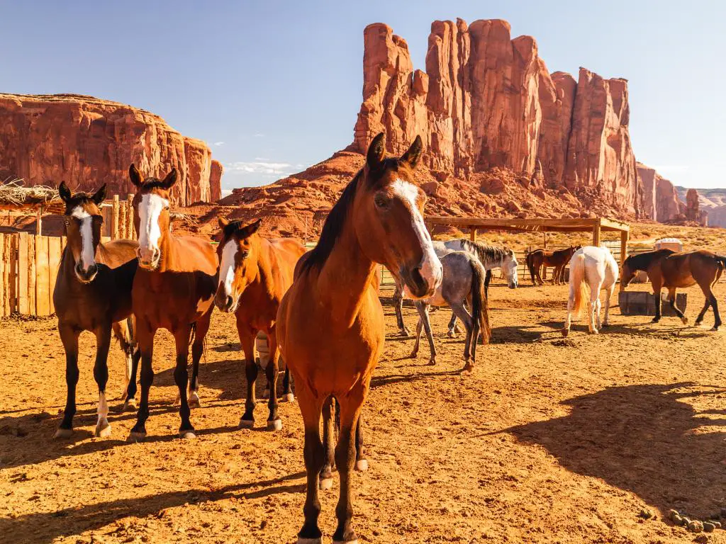 Grupo de caballos de pie en Monument Valley Navajo Tribal Park