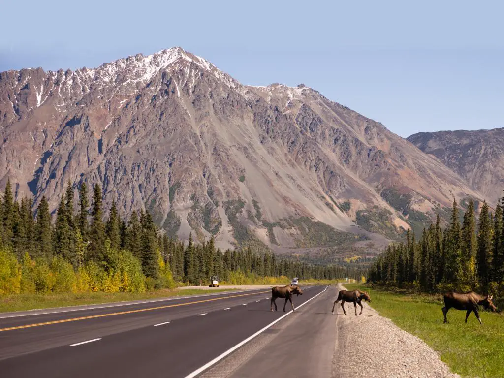 Moose crossing road en Alaska con montañas al fondo 