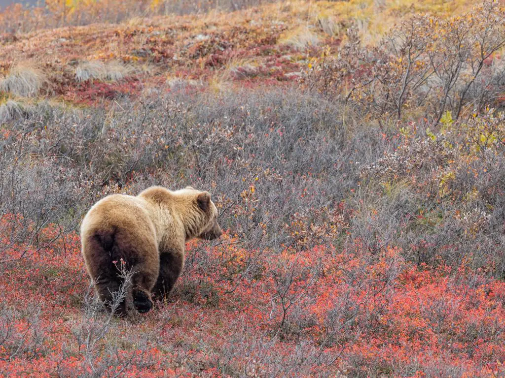 Grizzly Bear camina a través de coloridos arbustos de otoño en el Parque Nacional Denali, Alaska