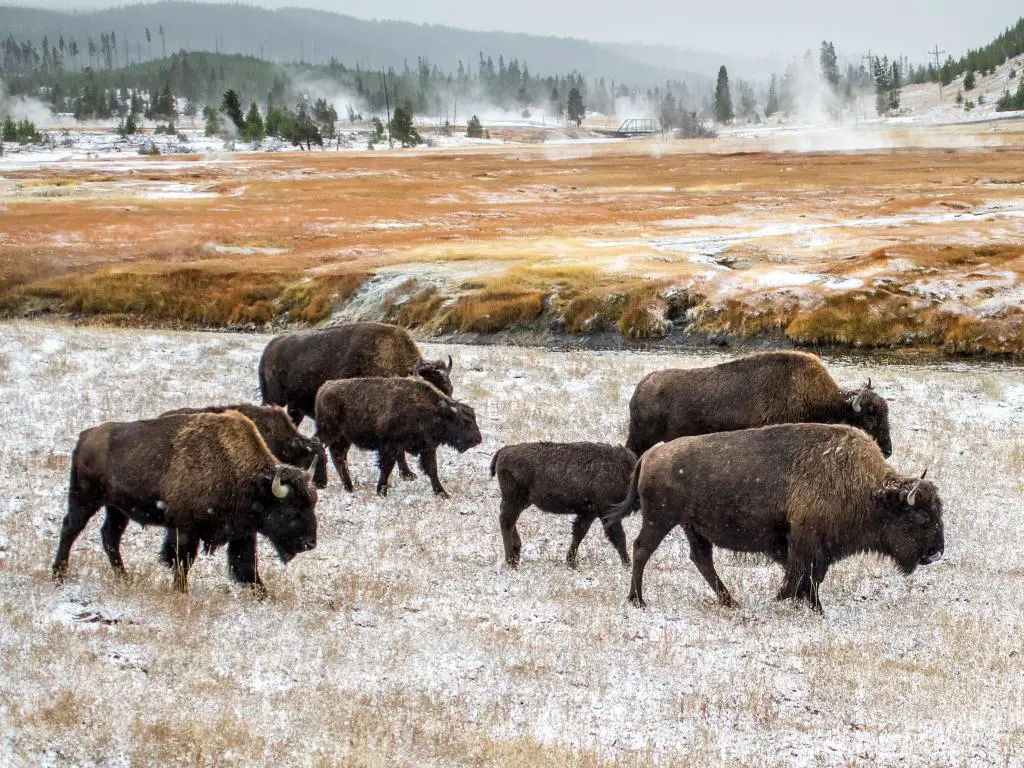 Parque Nacional de Yellowstone, Wyoming, EE.UU. con vistas a los búfalos en invierno en el Parque Nacional de Yellowstone.