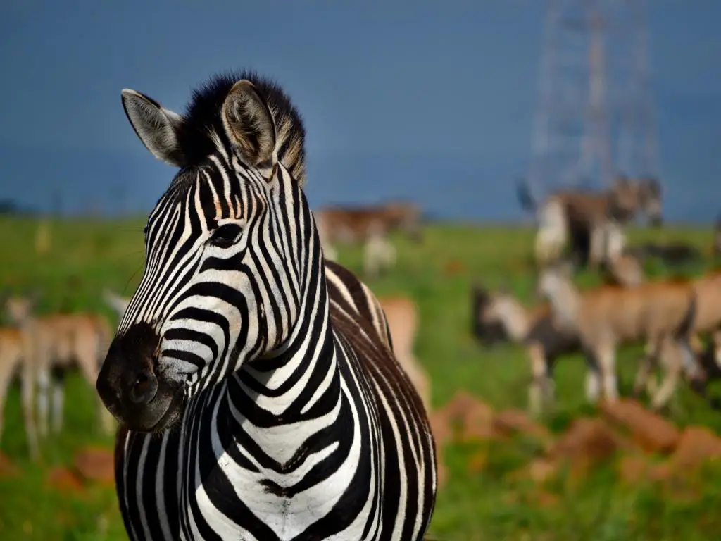 Zebra mirando directamente a la lente de la cámara en la reserva de caza Nambiti, Kwa-Zulu Natal, Sudáfrica.