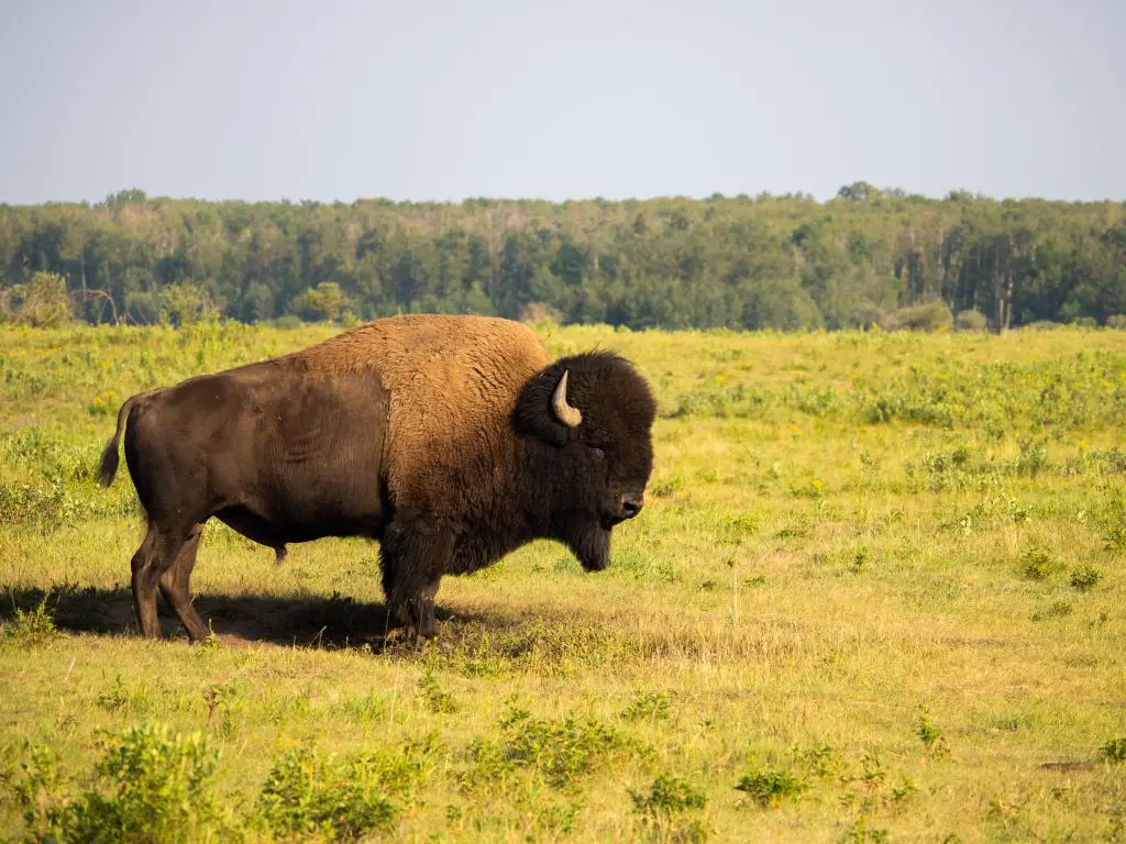 Elk Island, Parque Nacional, Alberta, Canadá con un búfalo sobre hierba en primer plano y un bosque en la distancia, tomado en un día soleado.