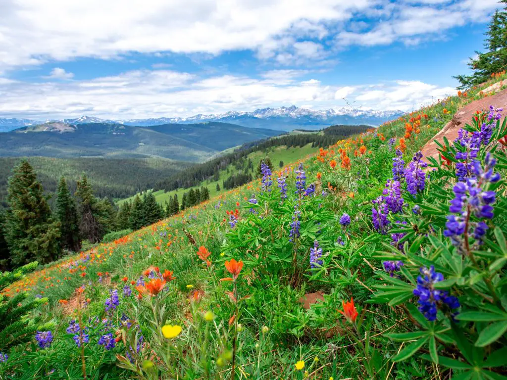 Flores silvestres coloridas florecen en la ladera de la montaña bajo un cielo azul en Vail, Colorado