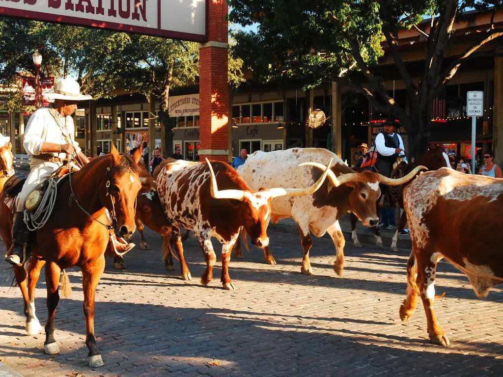 Un vaquero a caballo lleva toros con largos cuernos a través de una calle patrimonial pavimentada con ladrillos 