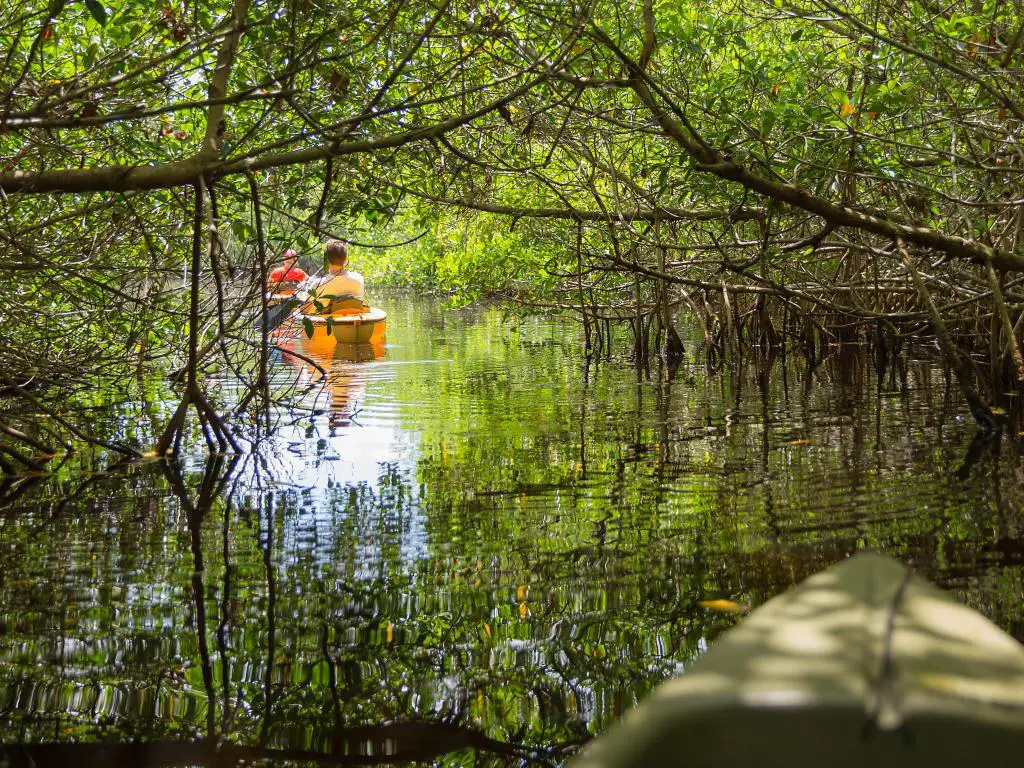 Kayak en túneles de manglares en el Parque Nacional Everglades, Florida, EE.UU.