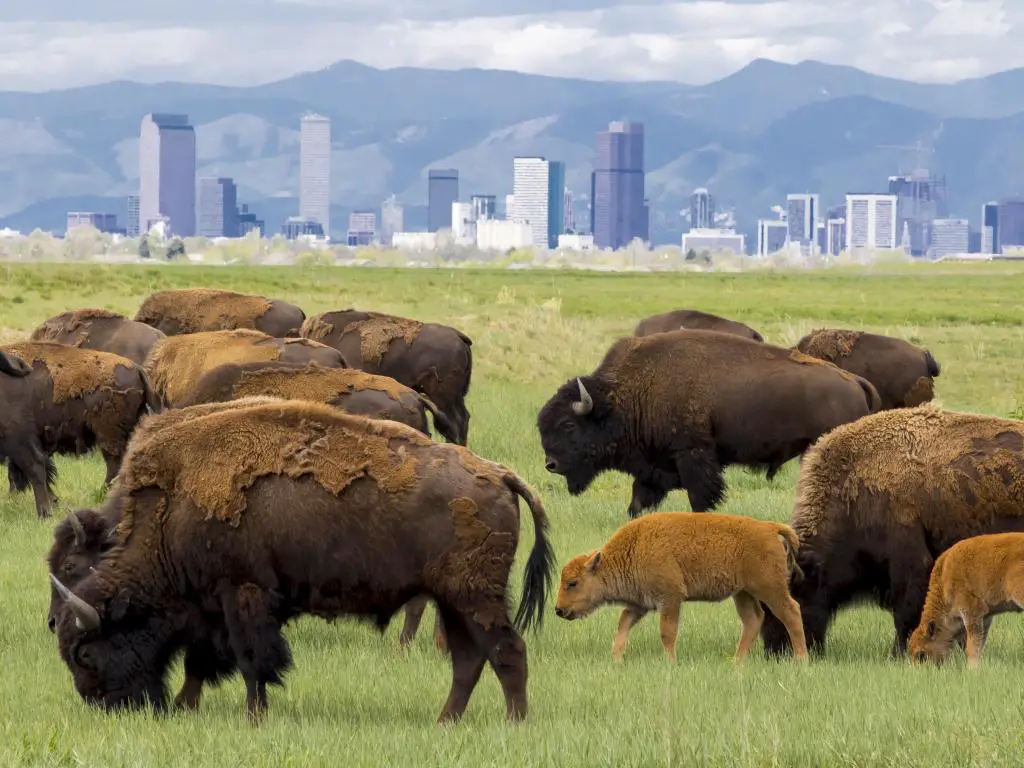 Refugio Nacional de Vida Silvestre Arsenal de las Montañas Rocosas, cerca de Denver, Colorado con una manada de bisontes en el Refugio Nacional de Vida Silvestre Arsenal de las Montañas Rocosas, cerca de Denver - madres y crías con el horizonte de Denver en el fondo.