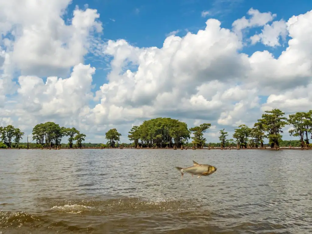 Carpa asiática saltando fuera del agua en el Refugio Nacional de Vida Silvestre Atchafalaya