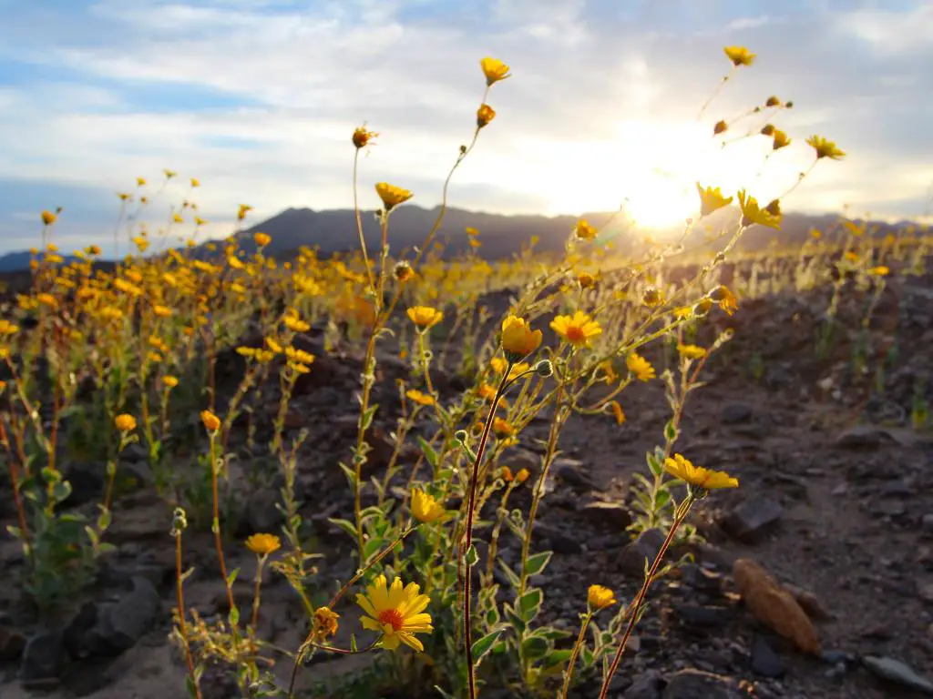 Amanecer sobre el famoso Superbloom de flores silvestres amarillas en el Parque Nacional Death Valley, con montañas al fondo