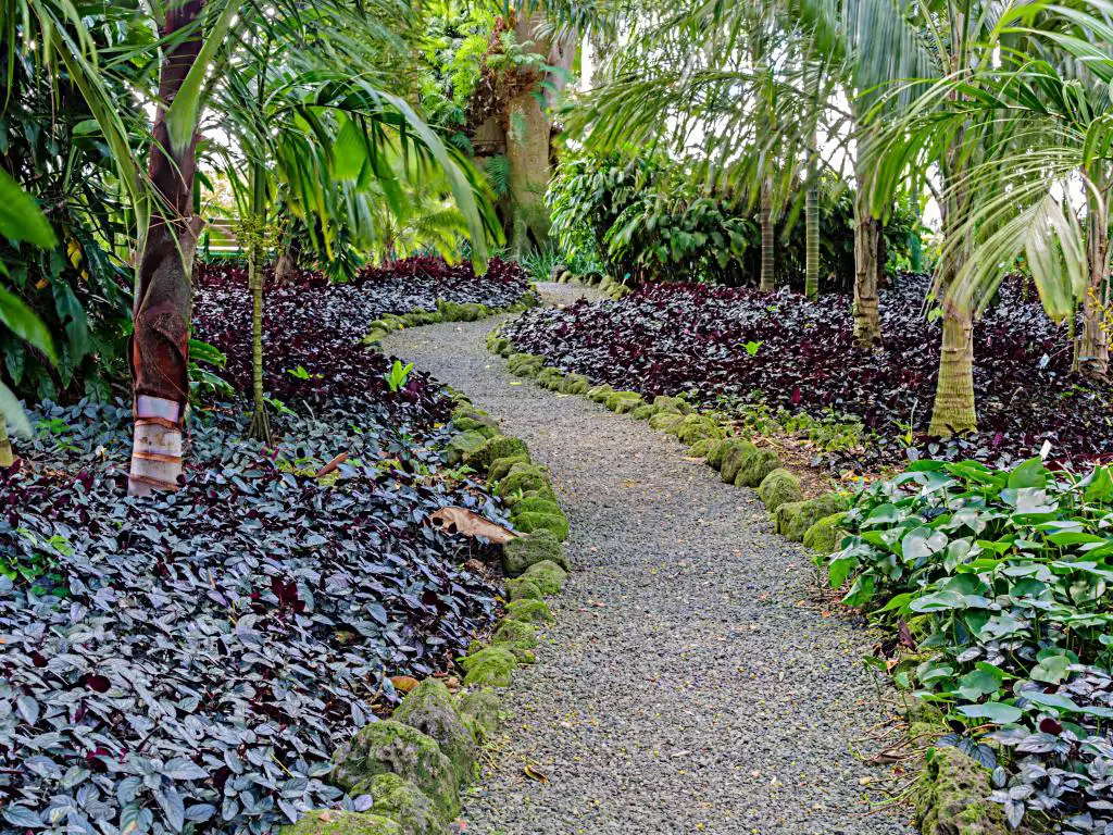 Camino de grava a través de la exuberante jungla de los Jardines Botánicos de Wahiawa en Oahu, Hawaii