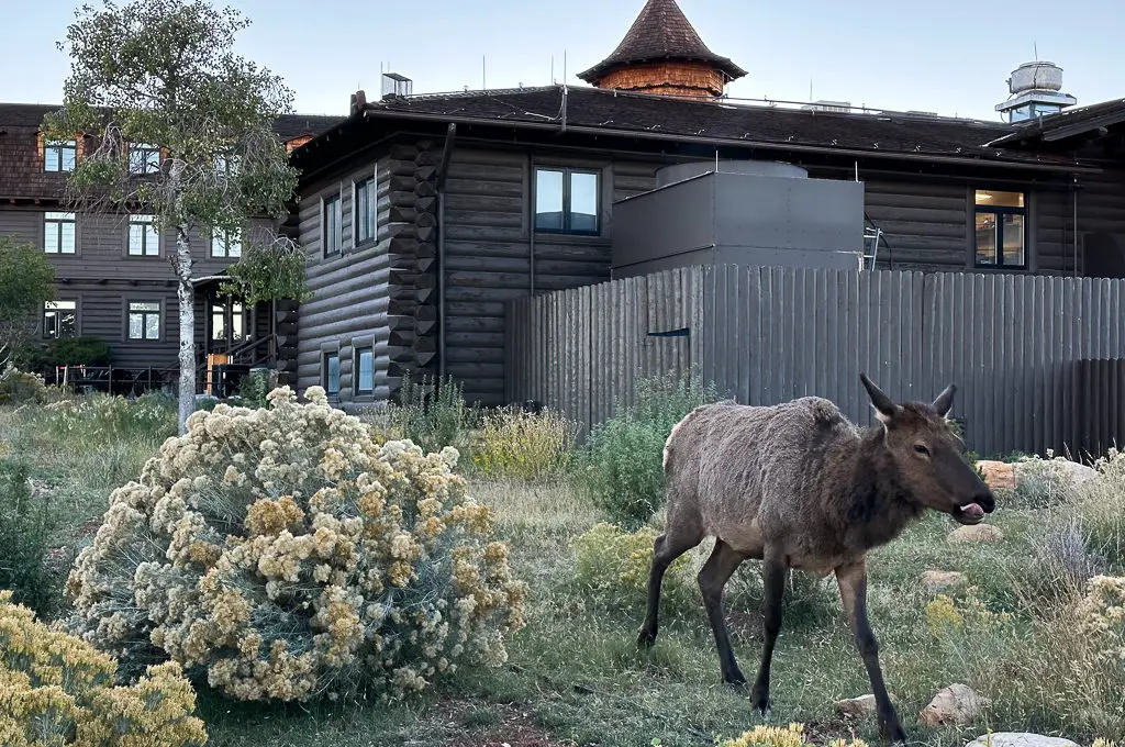 El Tovar Hotel Gran Cañón Elk