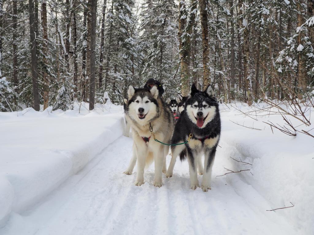 Un grupo de perros listos para tirar de un trineo a través de la nieve en una zona boscosa en Nunavut, Canadá
