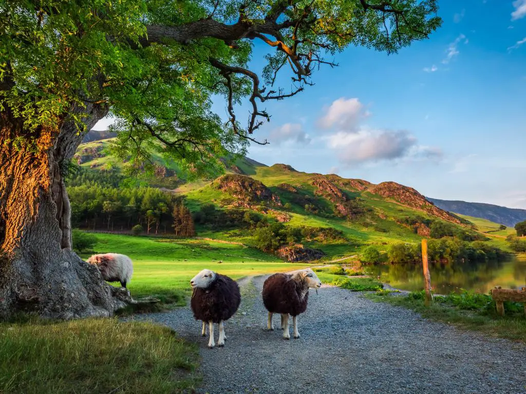 Lake District, Inglaterra con dos curiosas ovejas en pasto al atardecer.