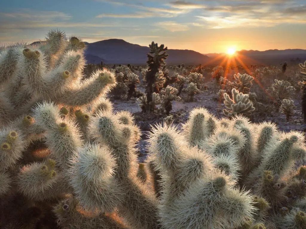 Parque Nacional Joshua Tree, California, EE.UU. tomada en Chollas Cactus al amanecer.
