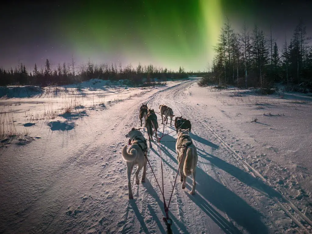 Un equipo de seis perros de trineo husky corriendo por un camino nevado en el norte de Canadá bajo la aurora boreal y la luz de la luna.