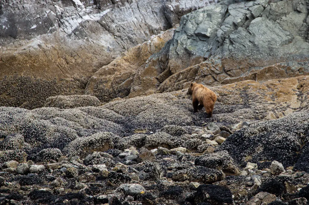 Paseo en barco por el Parque Nacional Glacier Bay oso pardo