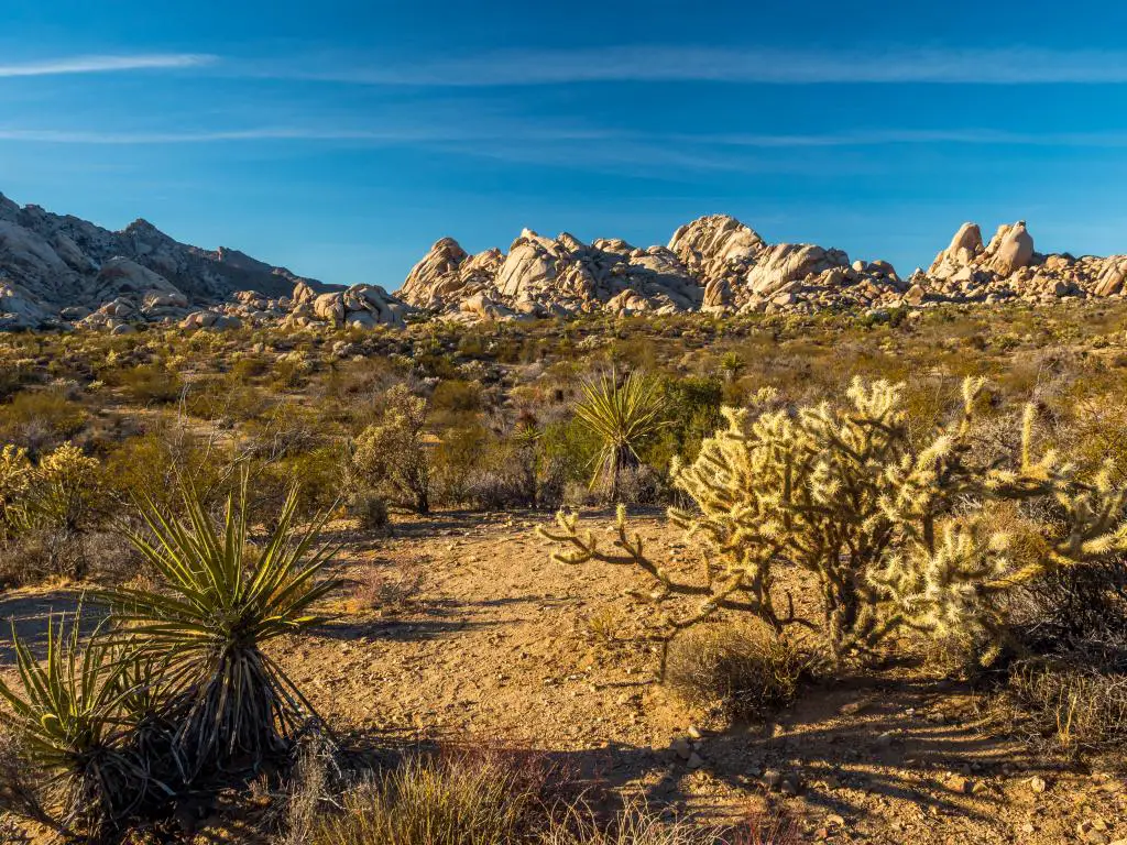 Paisaje desértico de la Reserva Nacional de Mojave con formaciones rocosas y diferentes tipos de cactus.