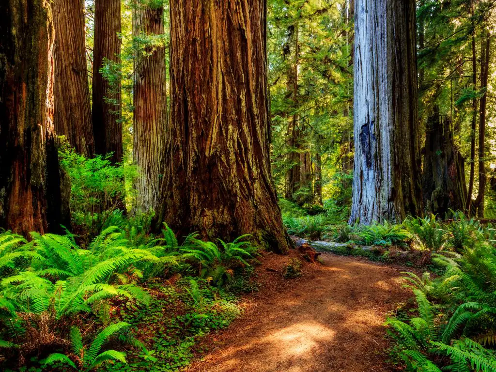 Un camino que serpentea a través de árboles gigantes en el Parque Nacional Redwood, California