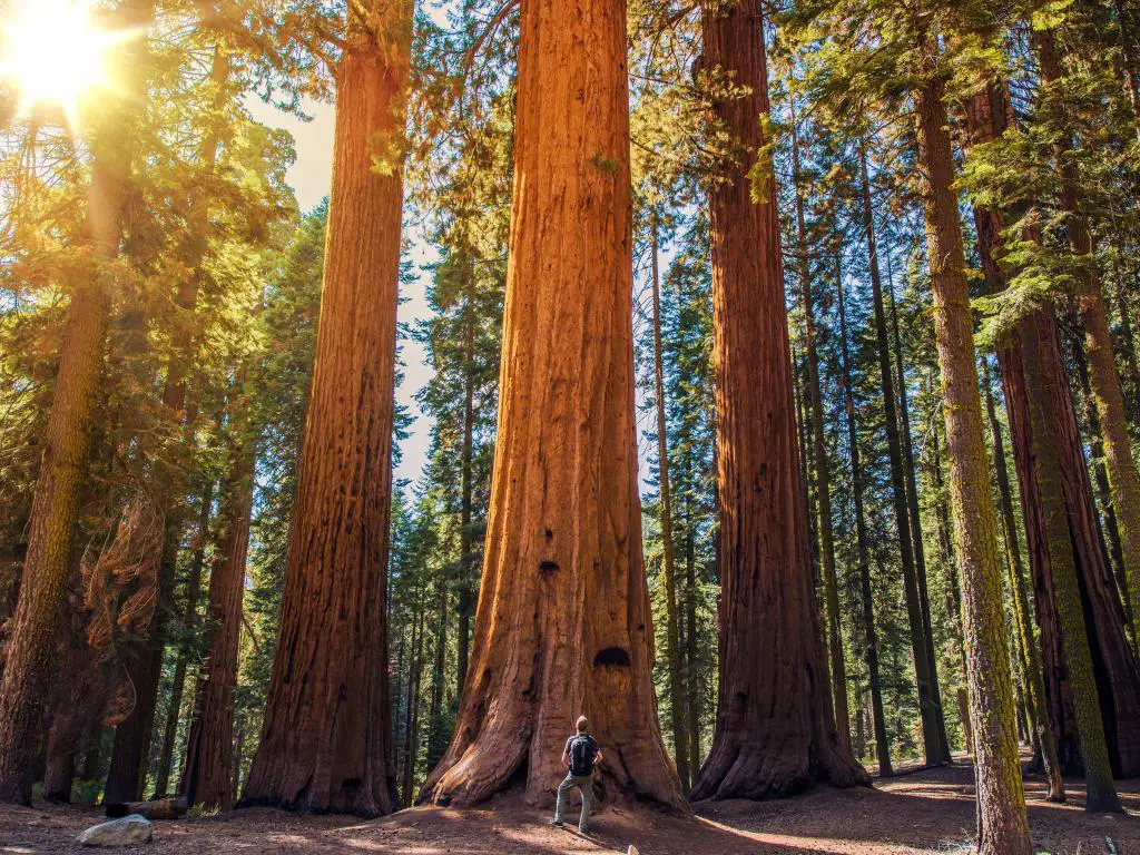 Un hombre de pie en un bosque de secuoyas gigantes en el Parque Nacional Sequoia, California
