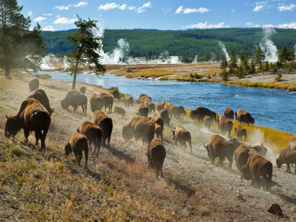 Una manada de bisontes moviéndose a lo largo del río Firehole en el Parque Nacional de Yellowstone con géiseres en el fondo