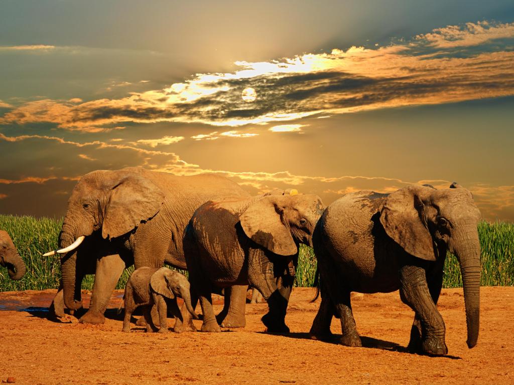 Manada de elefantes africanos, Loxodonta africana, de diferentes edades caminando desde el agujero de agua, el Parque Nacional de Elefantes Addo, Sudáfrica