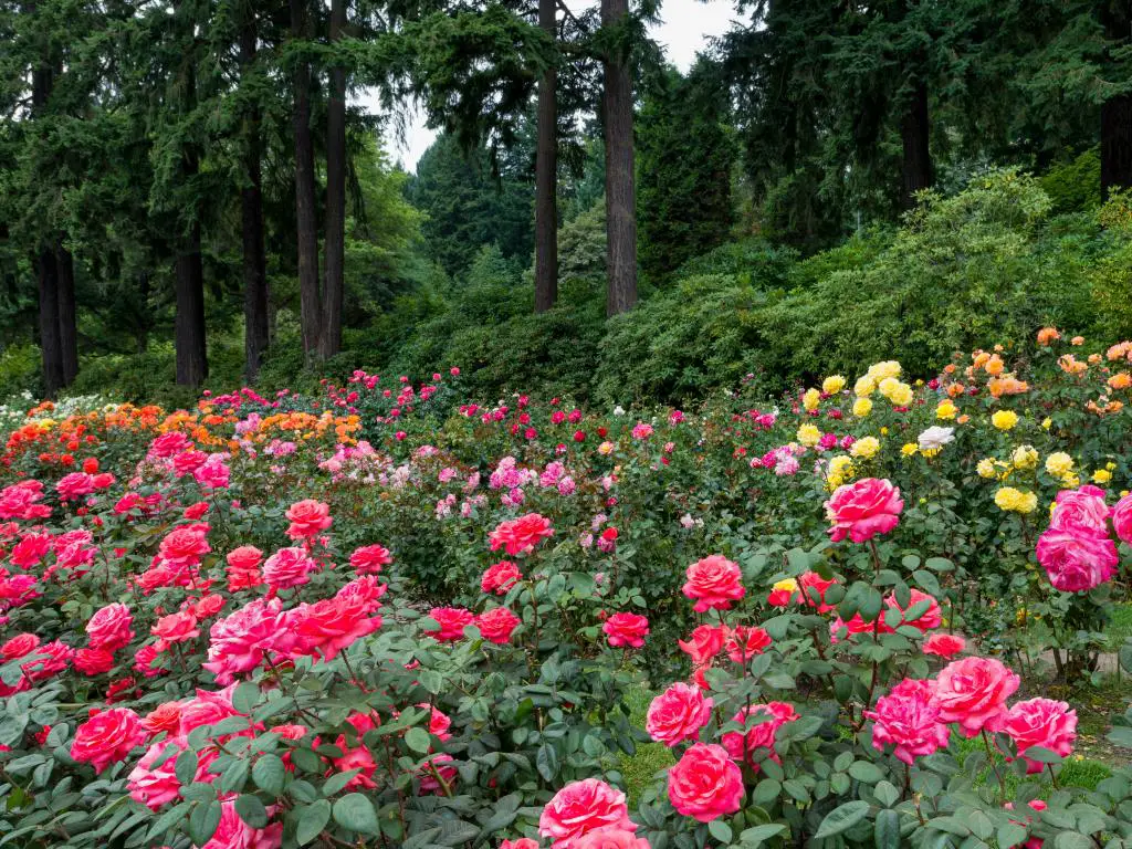 Flor de rosa en el International Rose Test Garden de Portland en Washington Park