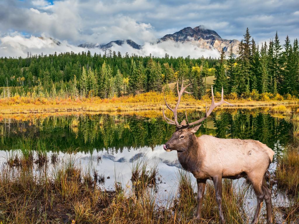 Orgullosos ciervos con cuernos se encuentran a orillas del hermoso lago.  El lago refleja bosques y montañas multicolores de otoño.