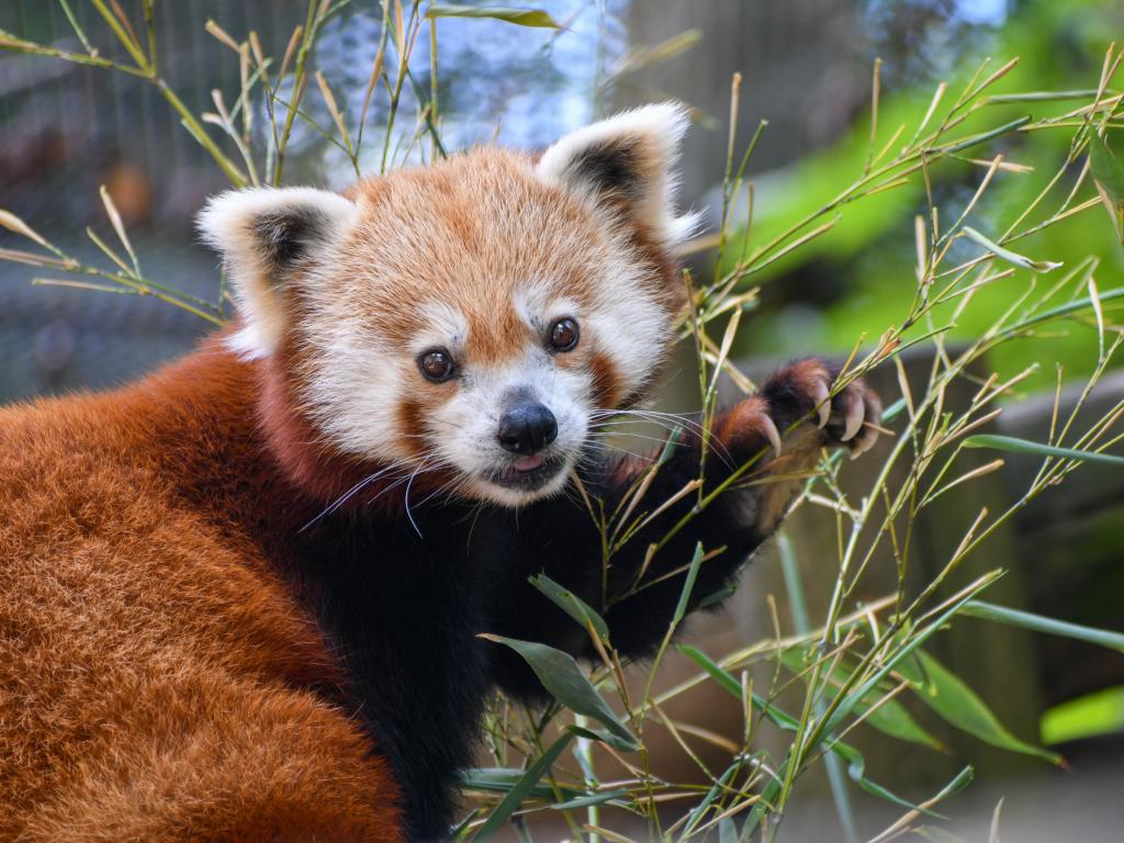 Panda rojo en el zoológico de Knoxville en Tennessee
