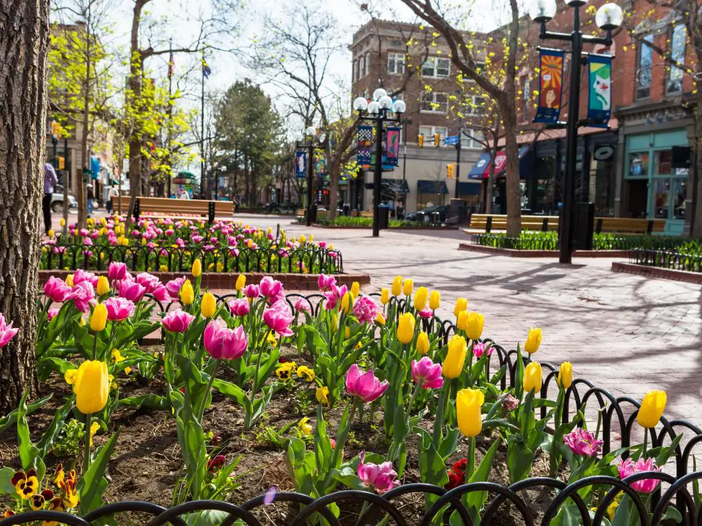 Tulipanes que florecen en abril a lo largo del Pearl Street Mall en Denver, Colorado