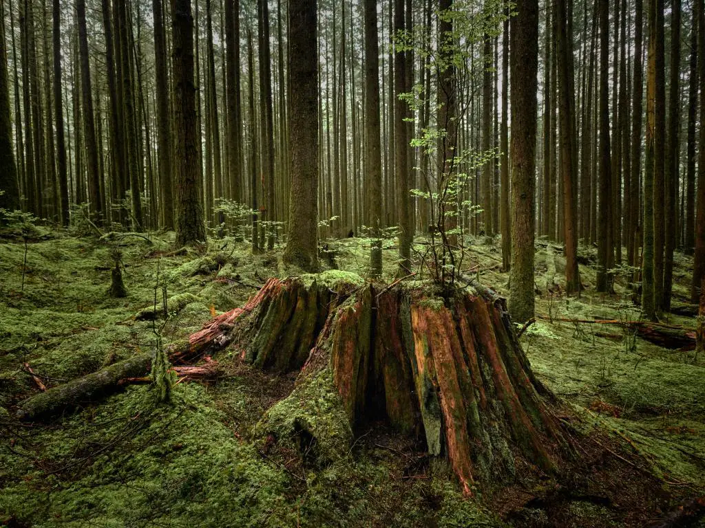 Bosque en el Parque Provincial Golden Ears, Columbia Británica