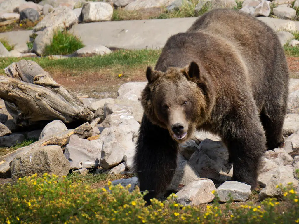 Un oso grizzly visto en West Yellowstone, Wyoming en el Grizzly and Wolf Discovery Center mientras trepa por las rocas en busca de comida.