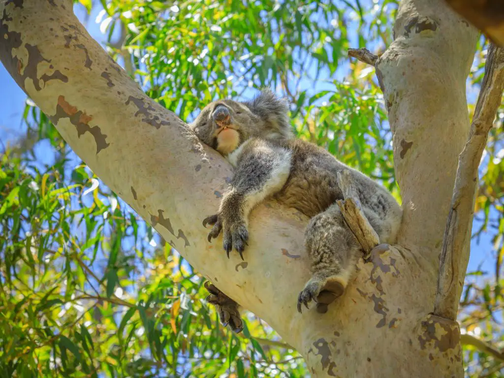   Parque Nacional Yanchep, Australia Occidental.  Koala salvaje al aire libre en el desierto.