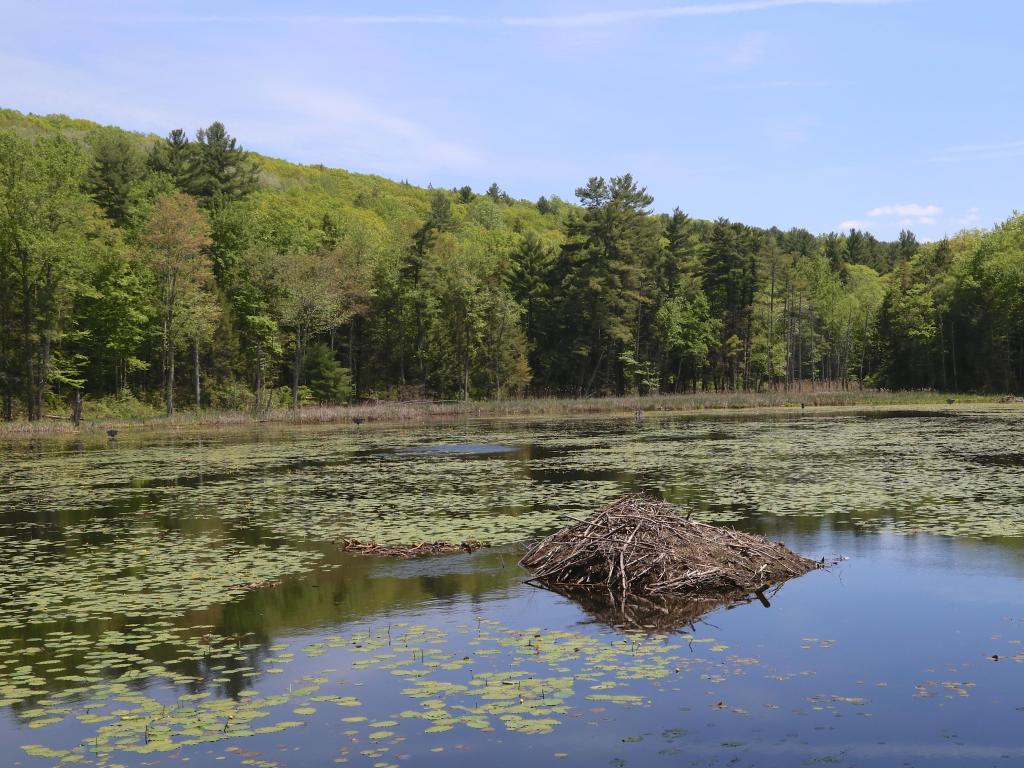 Lenox, Massachusetts, EE.UU. tomada en Beaver Lodge en Pleasant Valley Wildlife Sanctuary con un lago en primer plano y árboles en la distancia. 