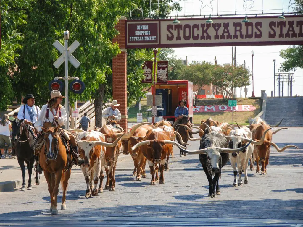 Una manada de ganado desfilando por Fort Worth Stockyards acompañada por vaqueros a caballo