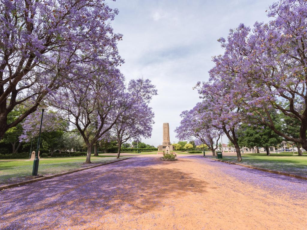 Dubbo, NSW, Australia con una vista de Jacaranda sobre una calle rural en Victoria Park con árboles lilas que bordean el camino.