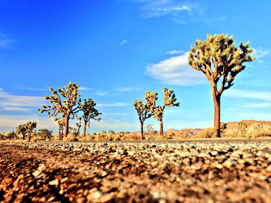 Carretera del desierto con árboles de Josué en el Parque Nacional Joshua Tree, EE.UU.