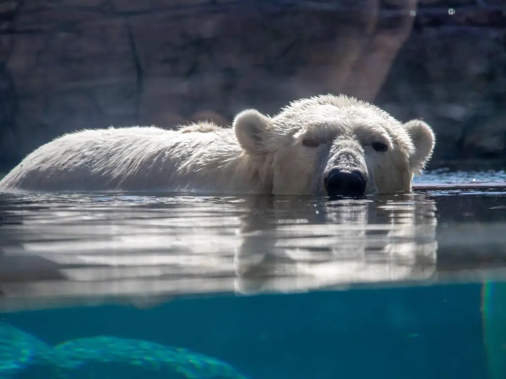 Oso polar que aparece fuera del agua en el zoológico de San Diego
