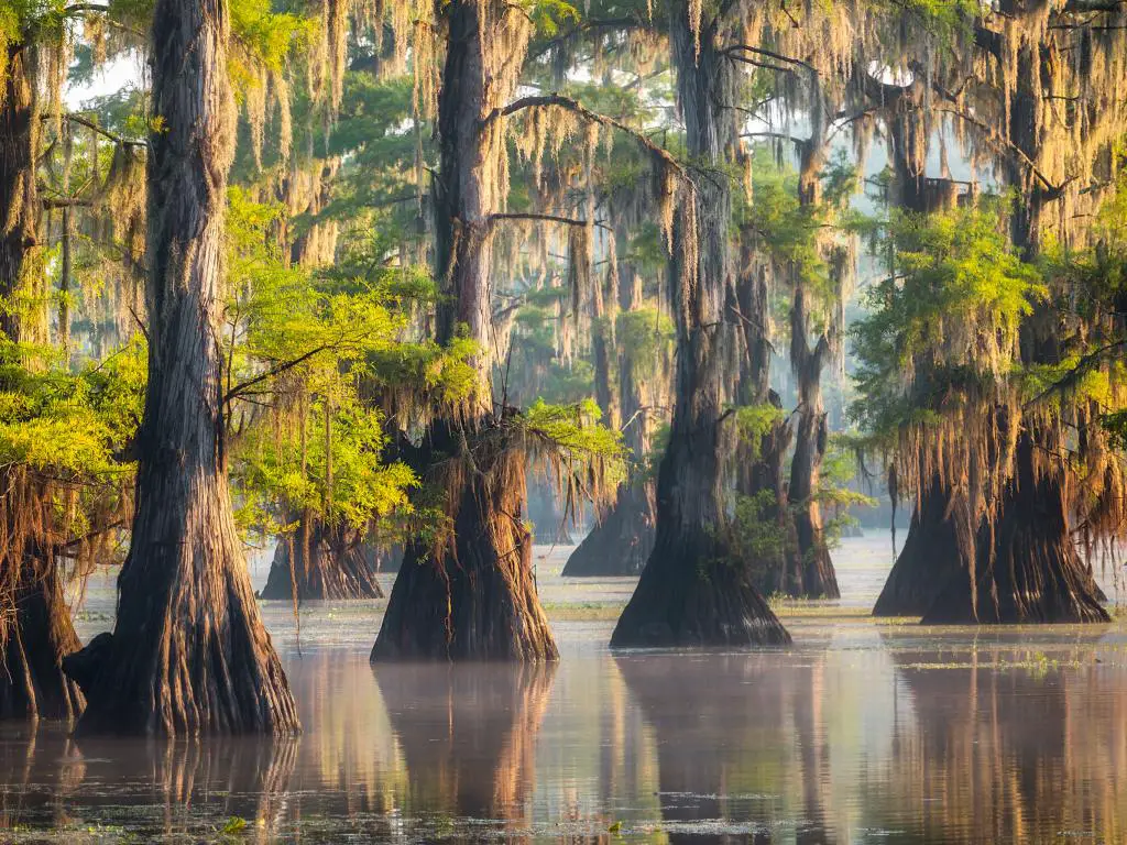Cipreses de pie en el lago Caddo en la frontera de Texas Louisiana