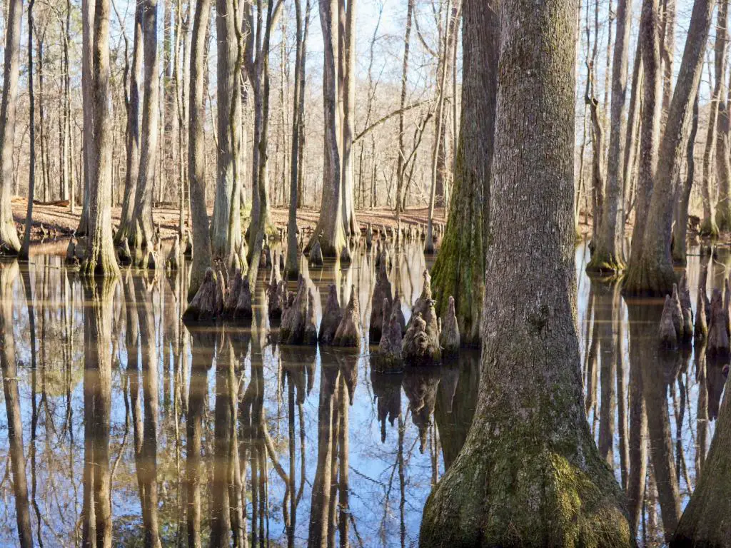 Cypress Swamp cerca de Natchez Trace Parkway, con árboles reflejados en el agua