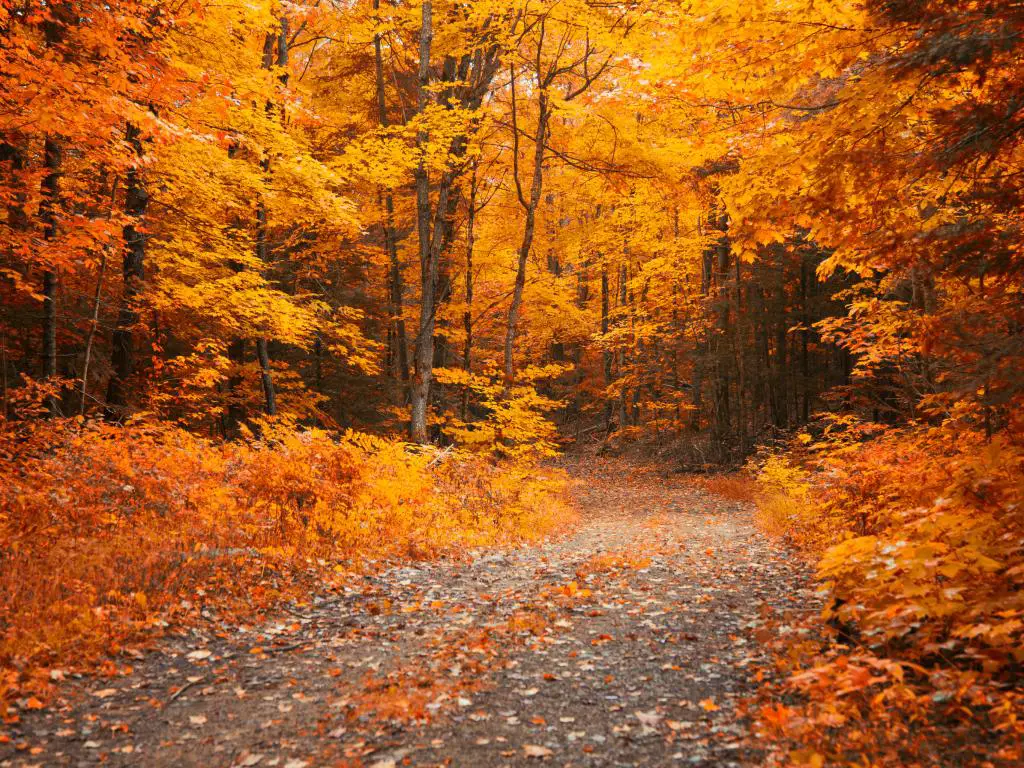 Un camino a través de un bosque de oro en otoño en Muskoka, Ontario, Canadá